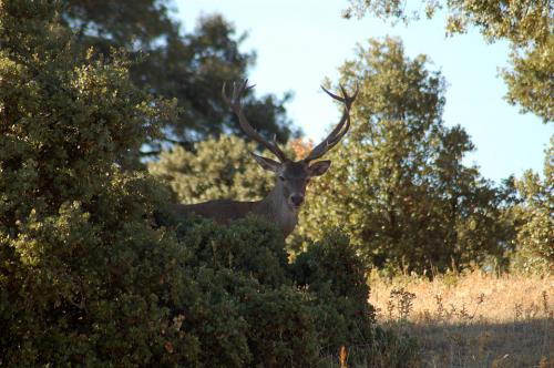 Venado-7