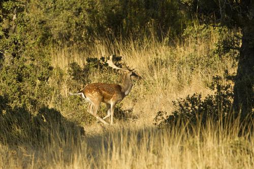 Berrea Viñuelas 05102011 152