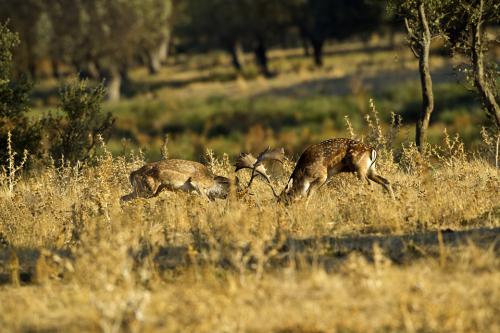 Berrea Viñuelas 05102011 166