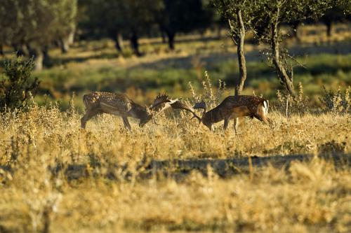 Berrea Viñuelas 05102011 173