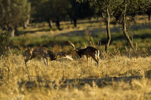 Berrea Viñuelas 05102011 176