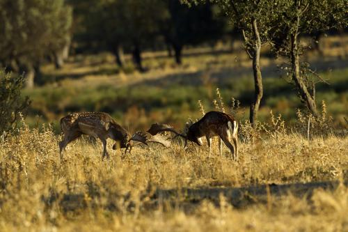 Berrea Viñuelas 05102011 177