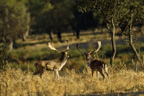 Berrea Viñuelas 05102011 181