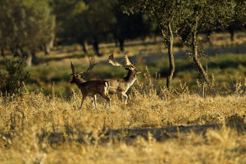 Berrea Viñuelas 05102011 184