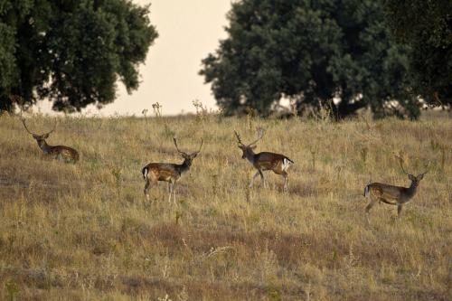 Berrea Viñuelas 05102011 317